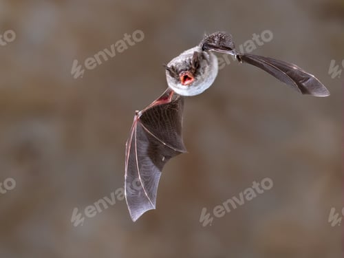 Preview: Long-fingered bat flying
