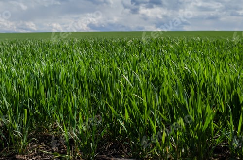 Preview: young sprouts, sowing wheat close up and beautiful sky with clouds