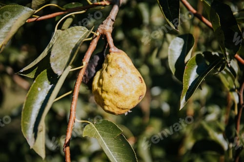 Preview: Closeup shot of a crumpled skinned pear on a tree