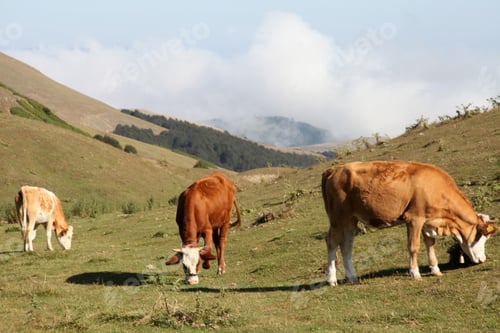 Preview: cows spreading in nature