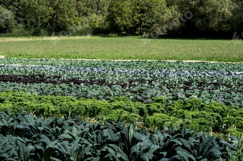 Preview: View across rows of green vegetables on a farm.