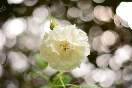 Preview: White flower