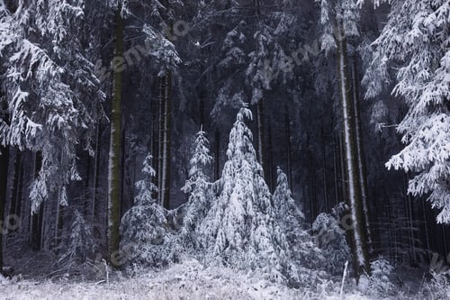 fairytale winter forest in snow