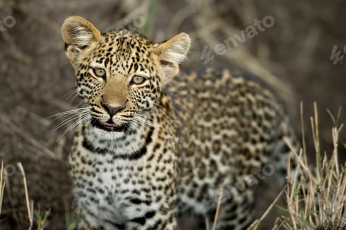 Preview: Young leopard in Serengeti, Tanzania, Africa
