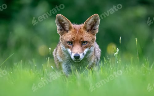 Red Fox Prowling in Lush Green Meadow