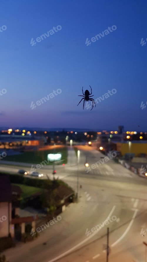 Preview: Silhouette of a spider on apartment window in city.