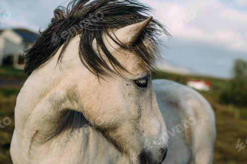 Preview: Wind-blown Horse.
