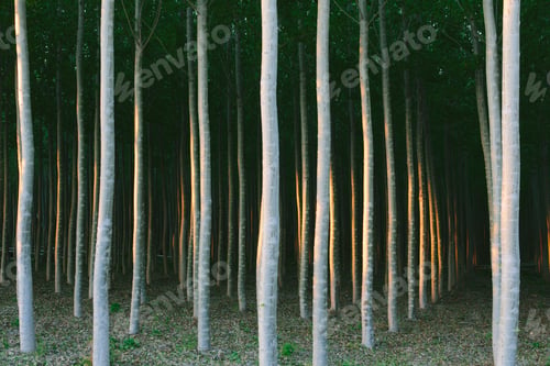 Preview: A plantation of poplar trees, commercial tree farm.
