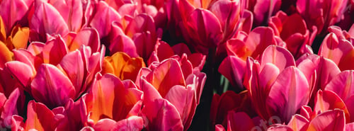 Preview: Pink Tulip flowers blooming in the garden field landscape. Beautiful spring garden with many red