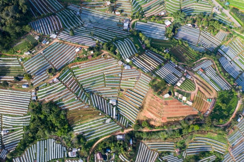 Preview: Greenhouse plant in Doi Inthanon, Chiang Mai, Thailand