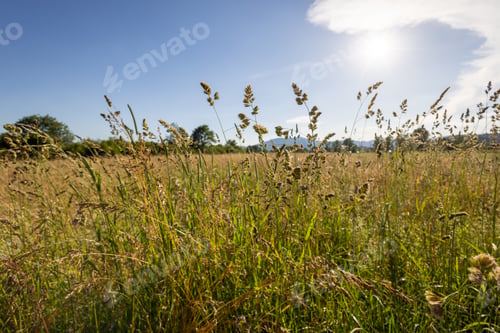 Preview: Scenic view of a wheat field on a sunny day