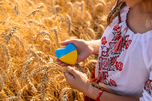 Preview: Child in a field of wheat with the flag of Ukraine. Selective focus.