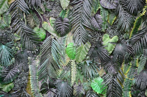 Preview: nature