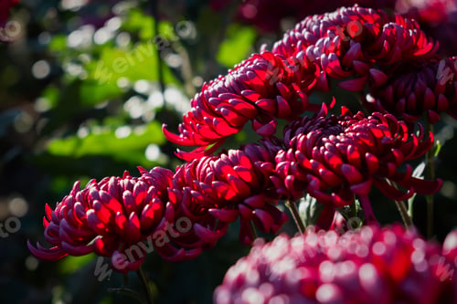Preview: Pink chrysanthemums autumn garden.