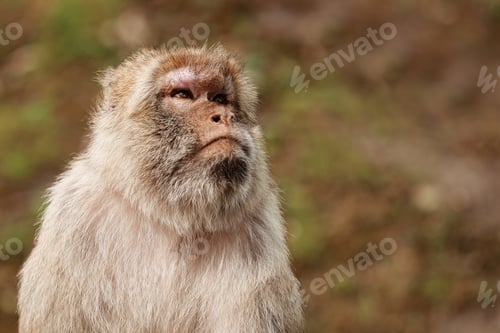 Preview: portrait of adult macaque in tropical nature park. Cheeky monkey in the natural forest area.