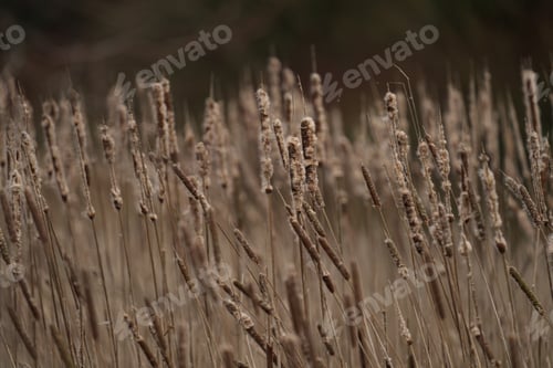 Preview: Scenic view of Bull Rush in a field