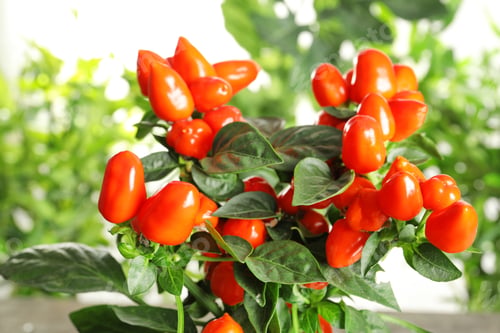 Preview: Chili pepper plant on blurred background, closeup