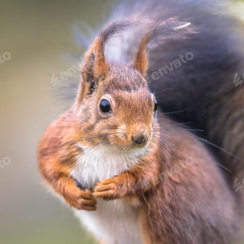 Preview: Red squirrel portrait