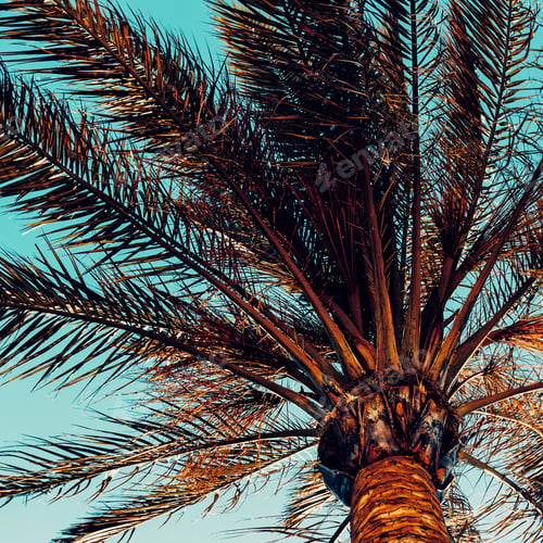 Preview: Palm background. Minimal style