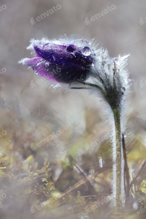 Preview: Pulsatilla grandis - Beautiful pasque flower
