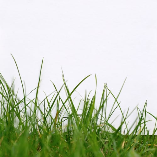 Preview: Blank paper on green grass