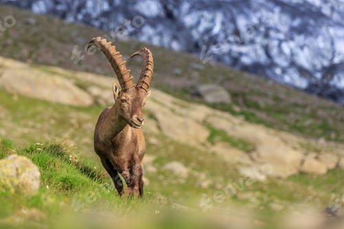 Preview: Ibex , Range of Mont-Blanc, French Alps