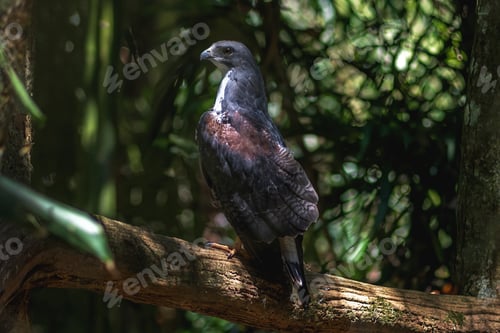 Preview: Black-chested Buzzard-eagle (Geranoaetus melanoleucus) - Bird of Prey