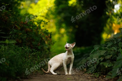 Preview: A white kitty and its secrets surrounded by trees