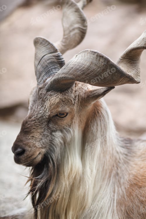 Preview: screw-horned goat Markhor in nature