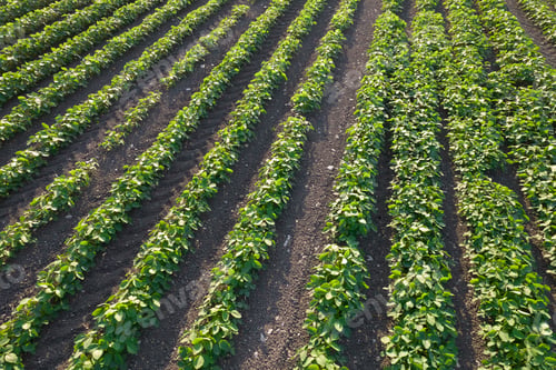 Preview: Aerial view of a potato field