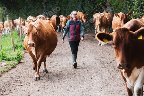 Preview: Young woman driving herd of Guernsey cows along a rural road.