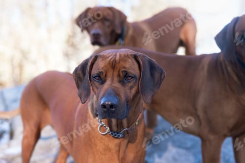 Preview: A beautiful thoroughbred dog against the background of a blurred flock of relatives