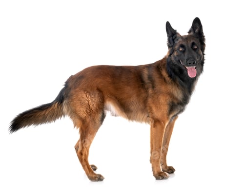 Preview: belgian shepherd tervuren