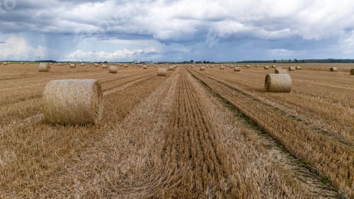 Preview: Hay bales scattered across a golden field under a cloudy sky in rural farmland