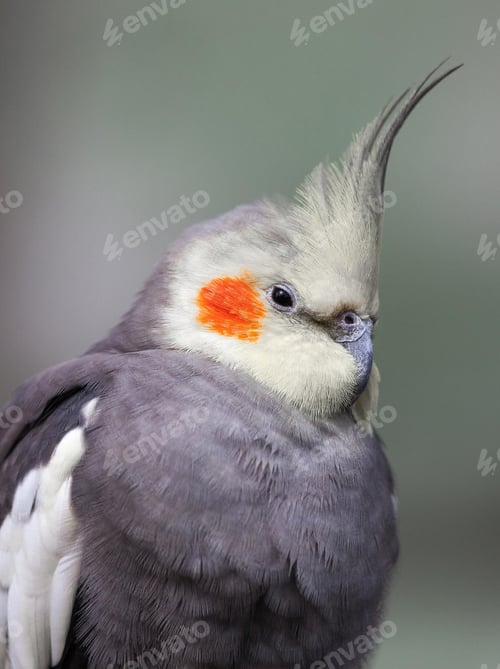 Preview: cockatiel, bird, pet, parrot