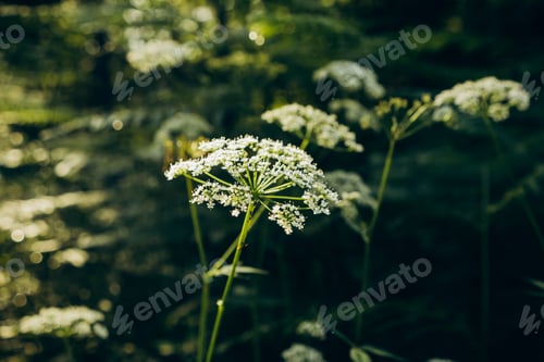 Preview: Ligusticum sinense backlit in the woods in summer