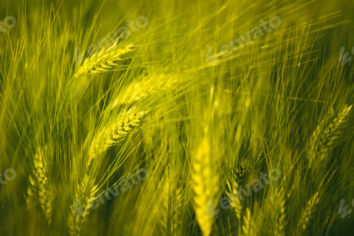 Preview: Green wheat on the field in spring. Selective focus, shallow DOF background.