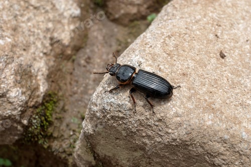 Preview: Black beetle with an orange pronotum stands on a rock in its natural habitat