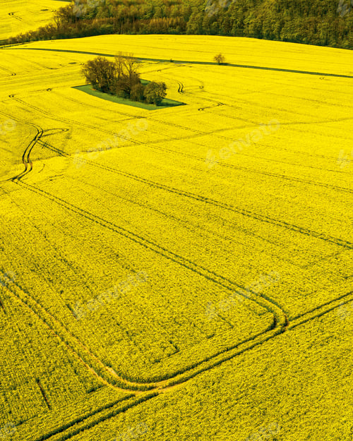 Preview: Aerial view of a yellow rapeseed field, the agricultural fields
