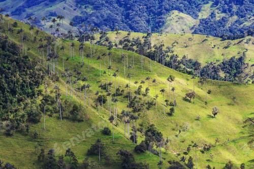Preview: Cocora