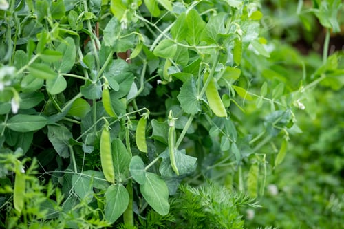 Preview: Fresh bright green pea pods on peas in the garden. Growing peas outdoors. Organic farming, healthy