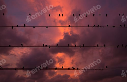 Preview: Pigeons on the electrical wires isolated on fantastic sky cloud background