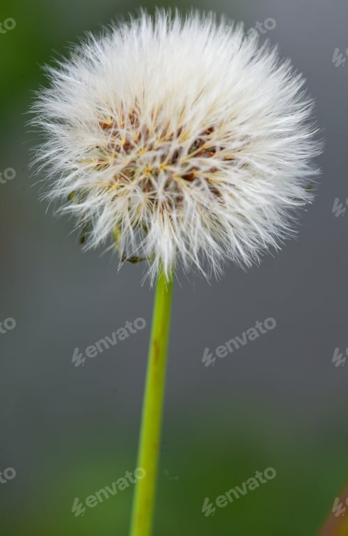 Preview: Up Close Photo of bright white Dandelion Flower