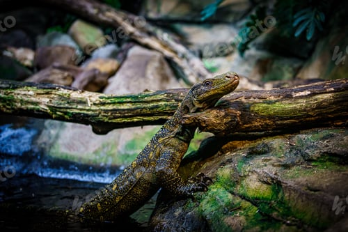 Preview: Komodo dragon in the beautiful nature habitat. Monitor lizard