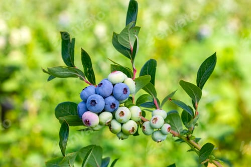 Preview: Blueberry farm with bunch of ripe fruits on tree during harvest season in Izmir, Turkey.