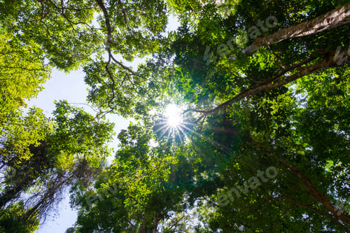 Preview: Beautiful green tree and sunlight flare under tree