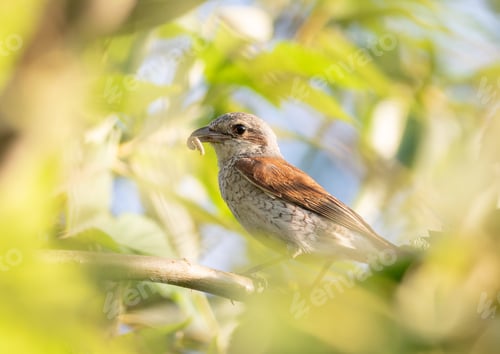 Preview: Red-backed shrike, Lanius collurio. A female bird with prey in her beak sits on a branch
