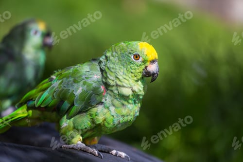 Preview: Parrot