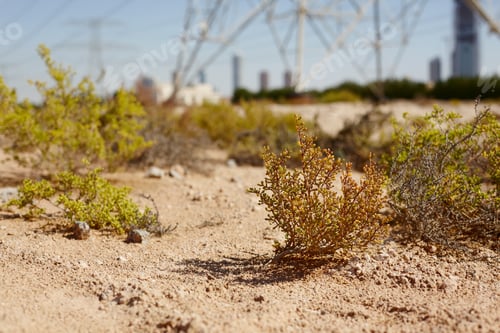 Preview: Close-up of shrubs and grass growing in the sandy desert