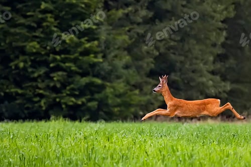 Preview: Buck deer in the run